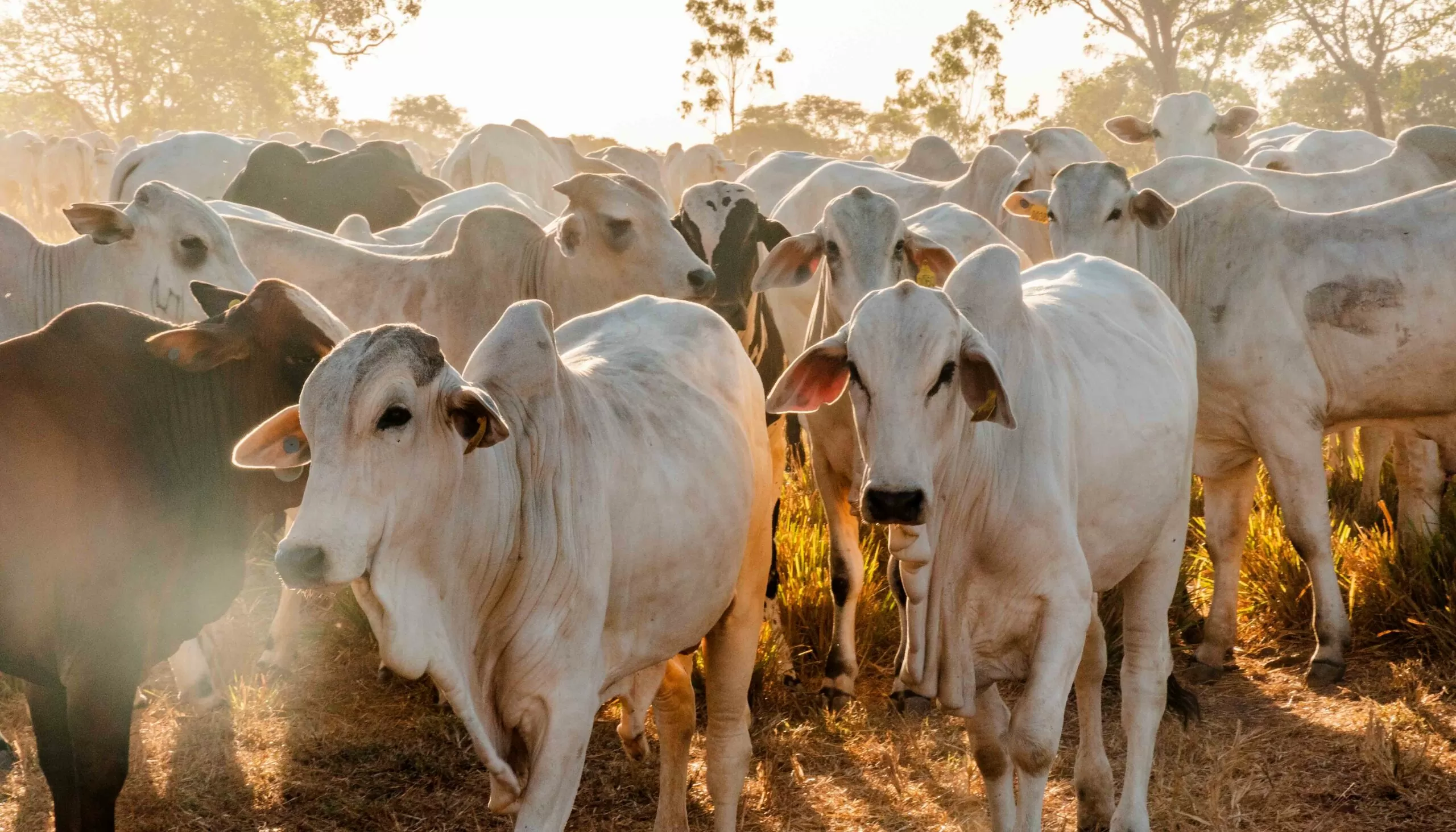 Investimentos do Governo do Tocantins garantem avanço da Defesa Agropecuária em 2022