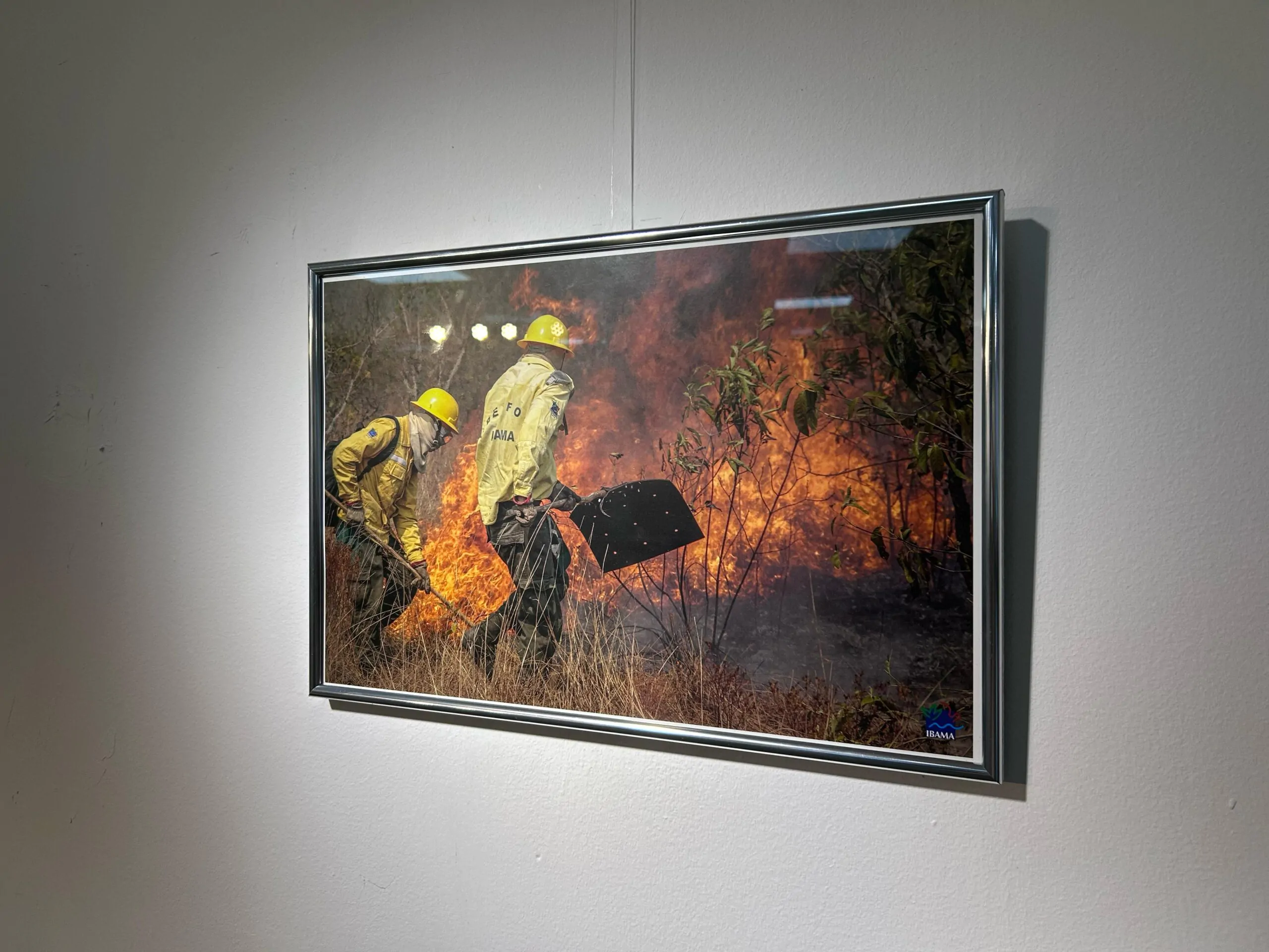 Exposição na Galeria Municipal de Artes retrata 36 anos de atuação do Ibama | Prefeitura Municipal de Palmas